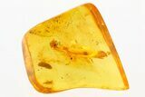 Fossil Coprolite, Fungus, and Fly Larva in Baltic Amber #273292-1